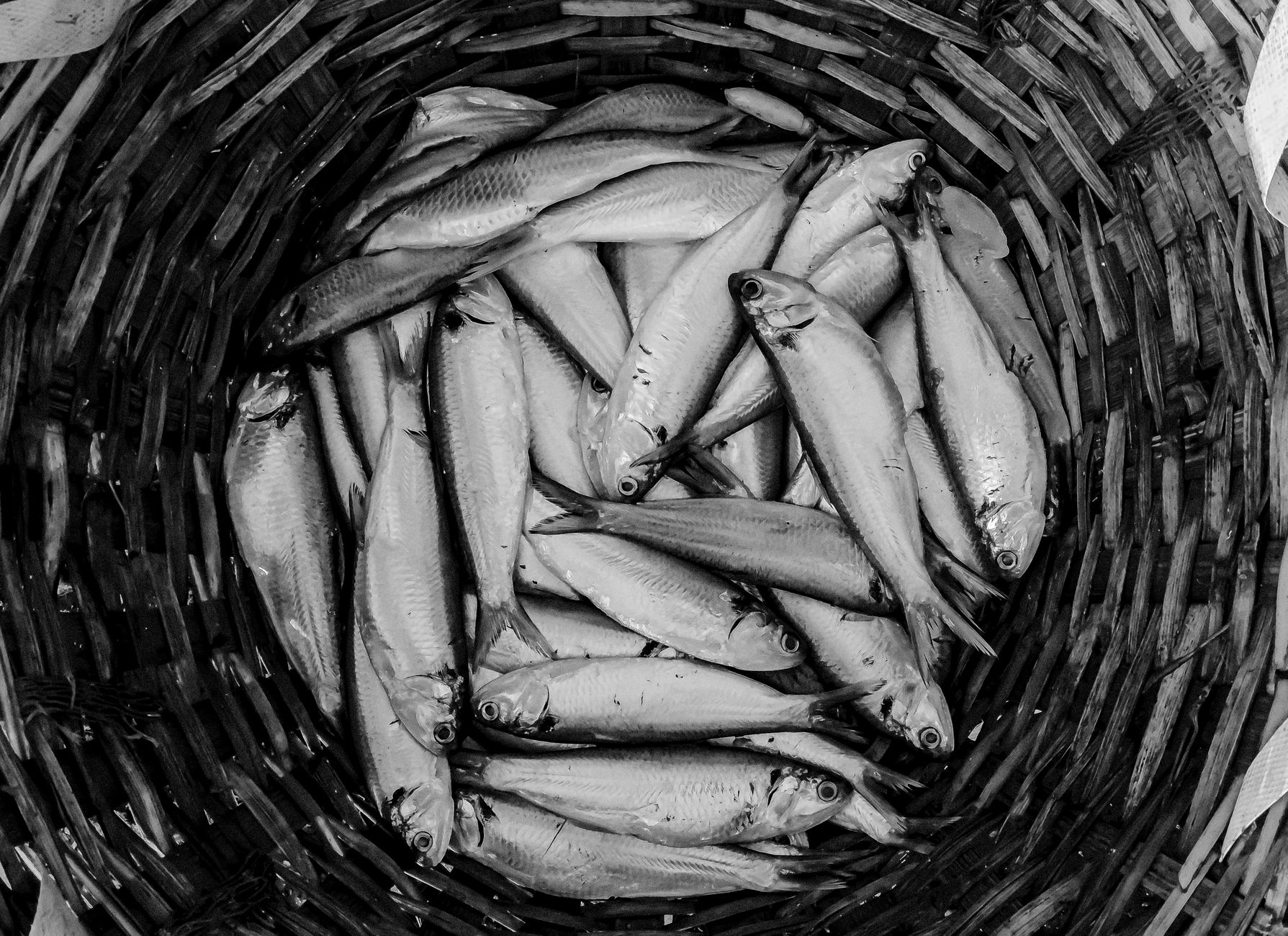Sardines and Jellyfish Invasion Alarms Hyderabad's Coastal Dwellers